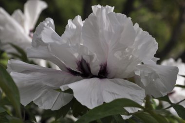 Beyaz Şakayık bud ağaç