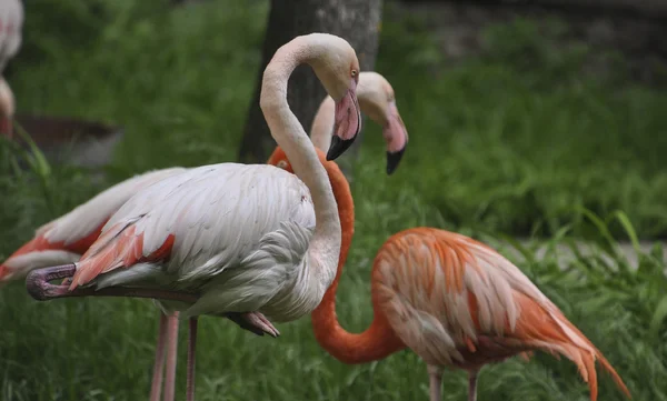 Flamingo tek ayak üstünde duruyor. — Stok fotoğraf