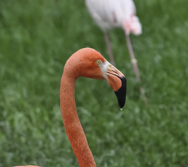 Pembe bir flamingo portresi — Stok fotoğraf