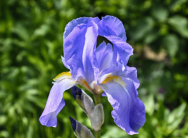 Close-up foto van een blauwe iris — Stockfoto