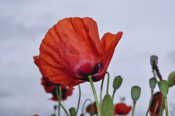 Red poppy evening, macro — Stock Photo, Image