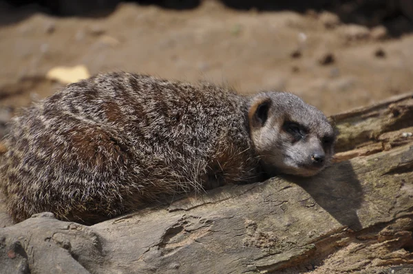 Meerkat (Suricata suricatta) fell asleep on duty — Stock Photo, Image