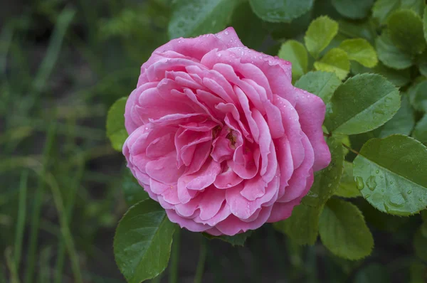 Rosas rosadas de capullo en toda regla —  Fotos de Stock