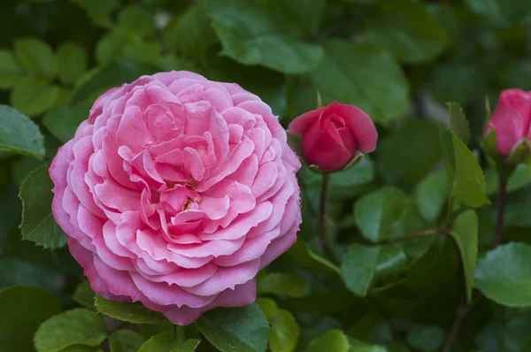 Rosa rosa con gotas de rocío en el jardín —  Fotos de Stock