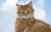 Картина, постер, плакат, фотообои "portrait of a red cat looking into the camera", артикул 111881668