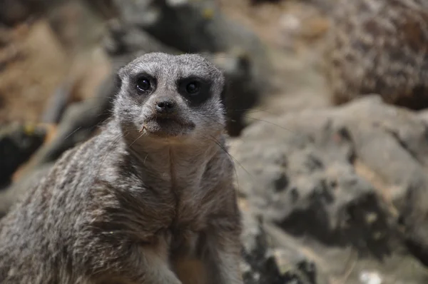 동물 meerkat 카메라에 보이는 — 스톡 사진