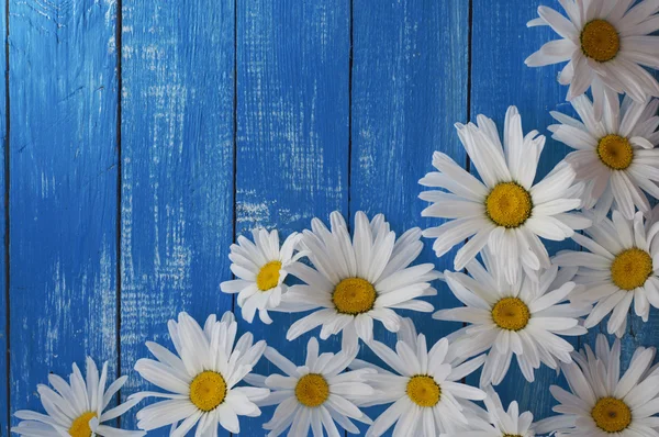 Flores de manzanilla blanca sobre fondo de madera — Foto de Stock