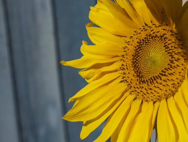 Bunga matahari mekar di latar belakang biru — Stok Foto
