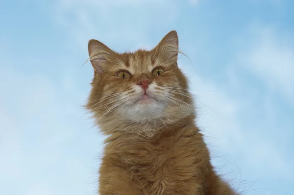 Retrato de un gato rojo esponjoso —  Fotos de Stock