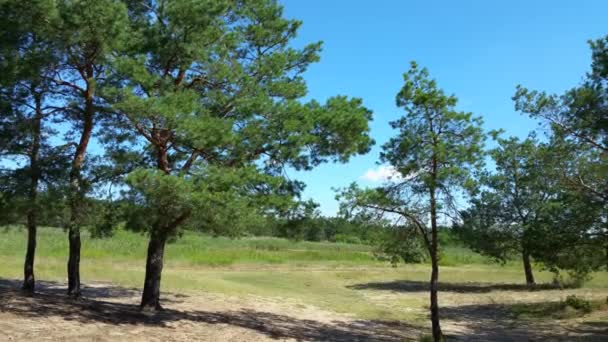 Paisaje en bosque de pinos, día soleado — Vídeo de stock