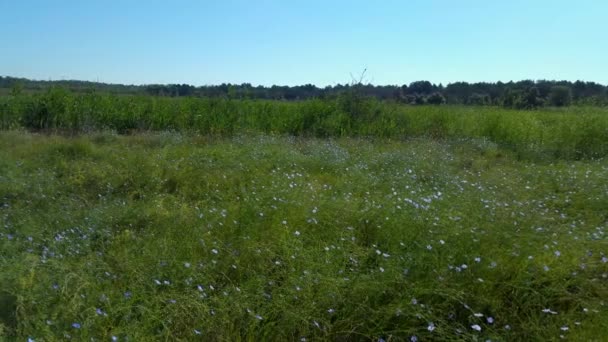 Steppe in der Cherson-Region, Ukraine — Stockvideo