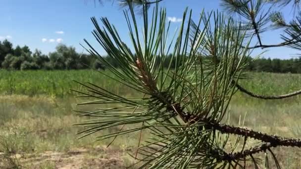 Ramo di pino ondeggiante nel vento, primo piano — Video Stock