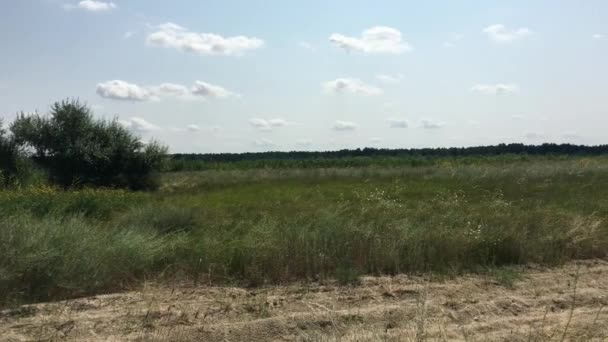 Panorama van de natuur aan de rand van het bos — Stockvideo