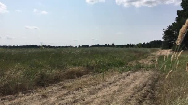 Панорама природи на краю лісу — стокове відео