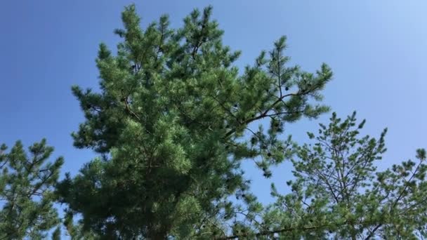 Grote naaldboom in het bos — Stockvideo