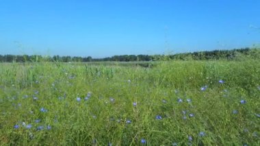 Keten tohumu alan veya keten çiçek (Linum usitatissimum)