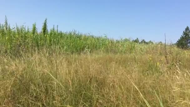Gras wordt verbrand in de zon beweegt in de wind — Stockvideo