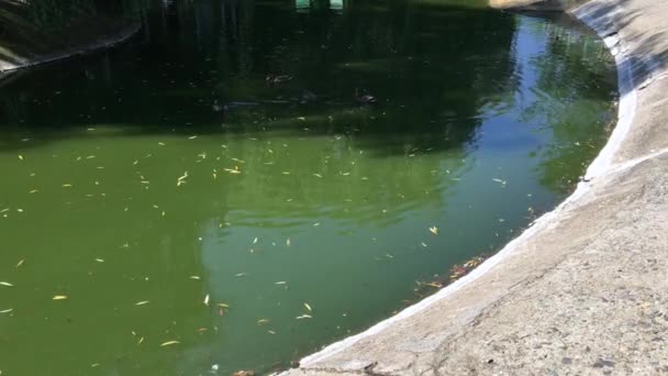 Canards nageant dans un étang vert — Video