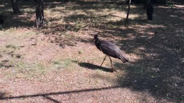 Svart stork promenader i naturen — Stockvideo