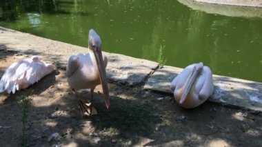 Büyük beyaz Pelikan yakınındaki bir su birikintisi