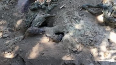 bir yuva ve yere tünelde fundalıklardır aile seven