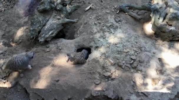 Familia suricatas cava un agujero en el suelo, vista desde arriba — Vídeos de Stock