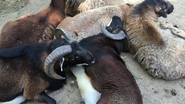 Ovelhas e carneiros domésticos deitados no chão — Vídeo de Stock