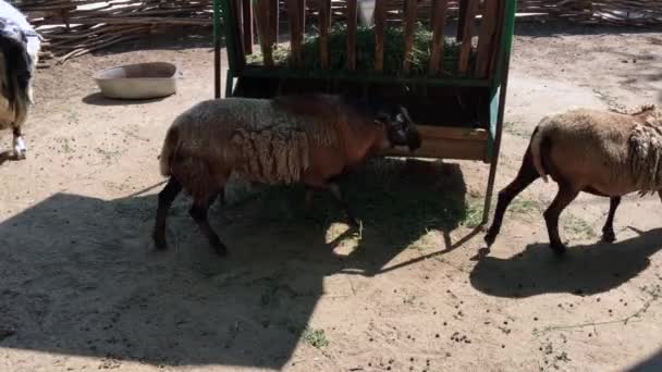 Ovejas domésticas cerca de un comedero — Vídeos de Stock