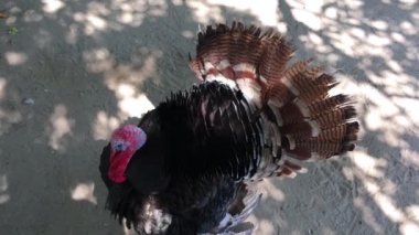 Büyük Türkiye yeryüzünde yürüme