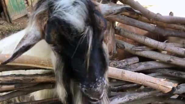 Comida doméstica para mastigar cabras — Vídeo de Stock