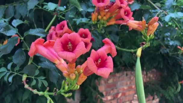 Campsis di fiori tropicali, colore arancione — Video Stock