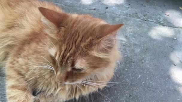 Gato rojo tirado en el suelo — Vídeos de Stock