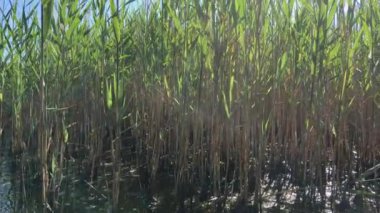 sabah erkenden sazlık ortasında 