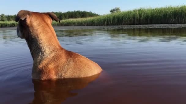 Amerikaanse Pit Bull Terrier zittend op de nek in het water — Stockvideo
