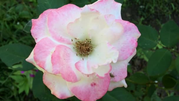 Rose rose fleurissant dans un jardin, gros plan — Video