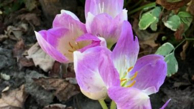 Bahçedeki düşen yapraklar arasında Çiğdem leylak 