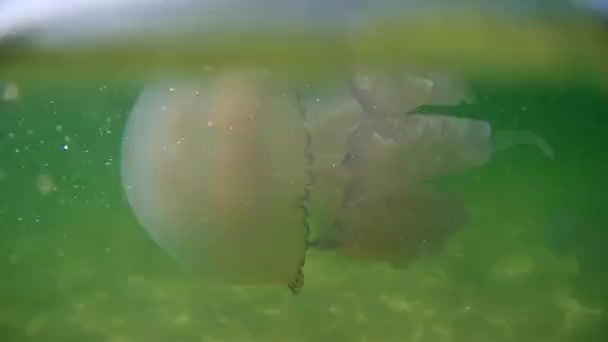 Medusas (Rhizostoma pulmo) nada sob a base do Mar Negro (Ucrânia ) — Vídeo de Stock