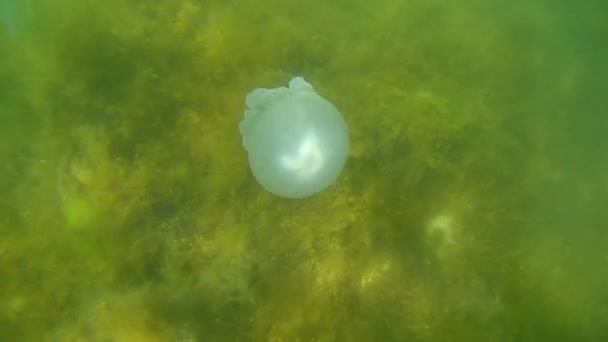Баррель медузы (Rhizostoma pulmo) плавает в воде, медленное движение — стоковое видео