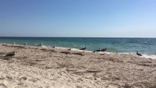 Groep van sea meeuwen op een zanderige kust op een heldere zonnige dag — Stockvideo