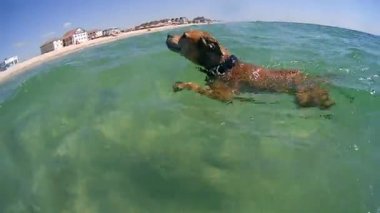 Amerikalı çukur boğa korkunç denizde yüzen