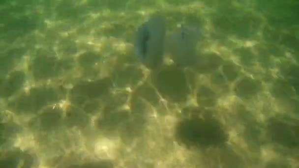 Медуза (Rhizostoma pulmo) плавает под дном Черного моря — стоковое видео