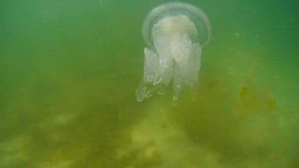 Medusas nadam sob a base do Mar Negro — Vídeo de Stock