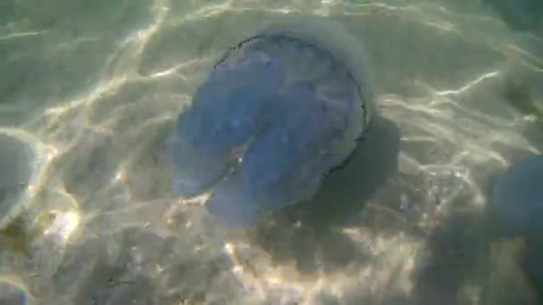 Медузы в Черном море плавают на песчаном дне моря — стоковое видео