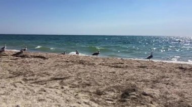 Sea gull kumsalda, yavaş hareket yürüme