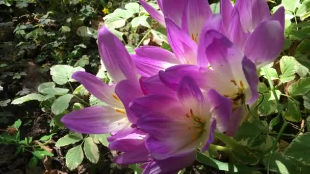 Roze crocus bloemen bloeien — Stockvideo