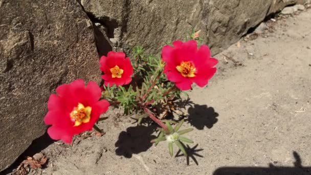 Flor roja Portulaca Cereza en la acera — Vídeo de stock
