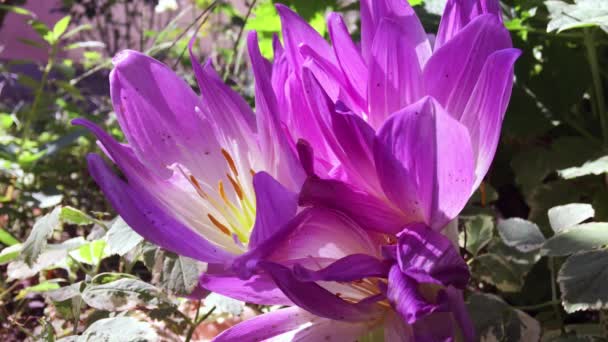 紫に咲くクロッカス、クローズ アップ計画 — ストック動画