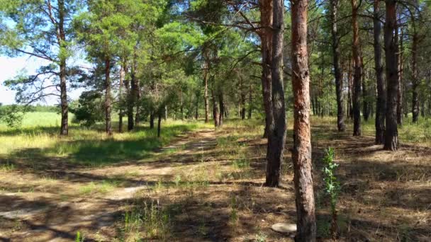 Panorama en el bosque, camino arenoso — Vídeos de Stock