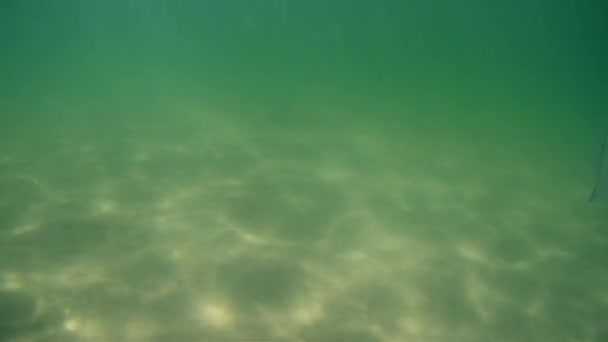Морское дно Черного моря, подводный кадр — стоковое видео