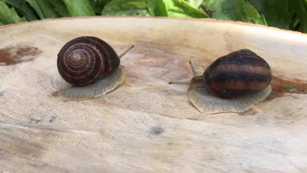 Zwei Schnecken krabbeln auf einem Baumstumpf — Stockvideo